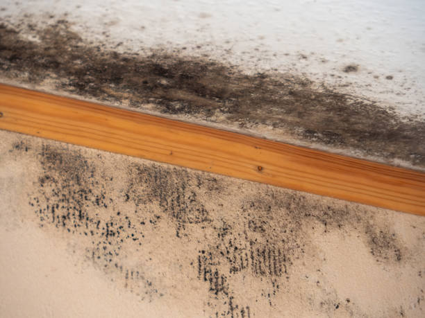 Dehumidification Services in Adrian, MN